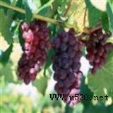 ɽ�|���ўH�������R������ұԴ����(�D)